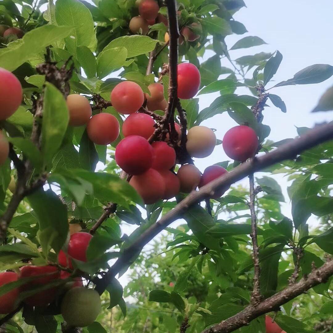 ღ᭄ꦿ涟漪ღ᭄ꦿ