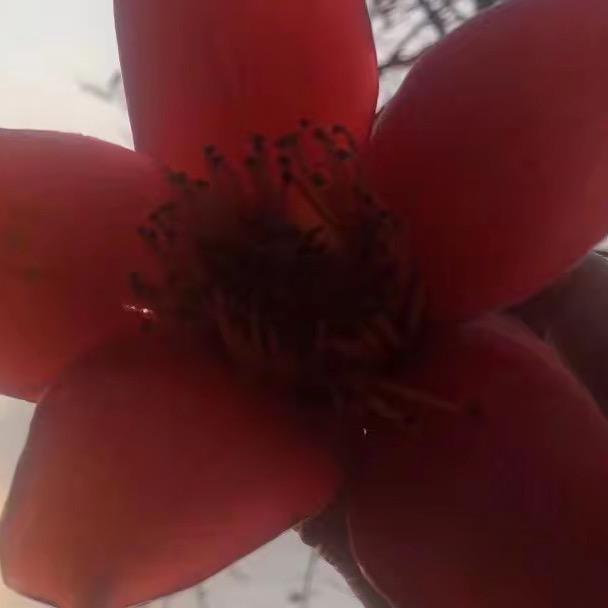 玲妹🌺