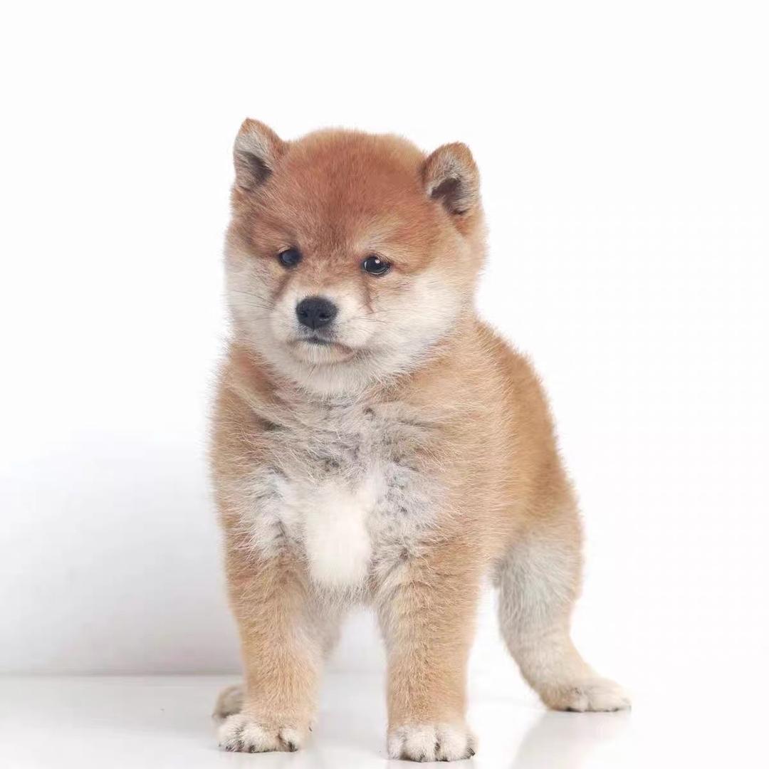 旺犬舍宠物旗舰店柴犬壹号