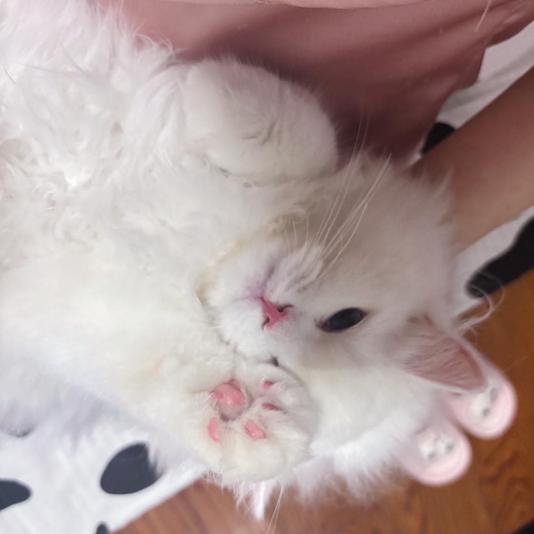 一颗雪团子🐇
