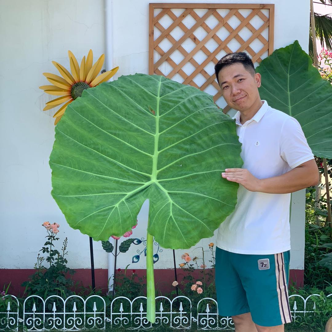 阿磊的园艺世界