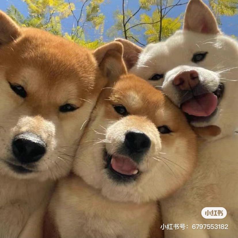 猫宁～～