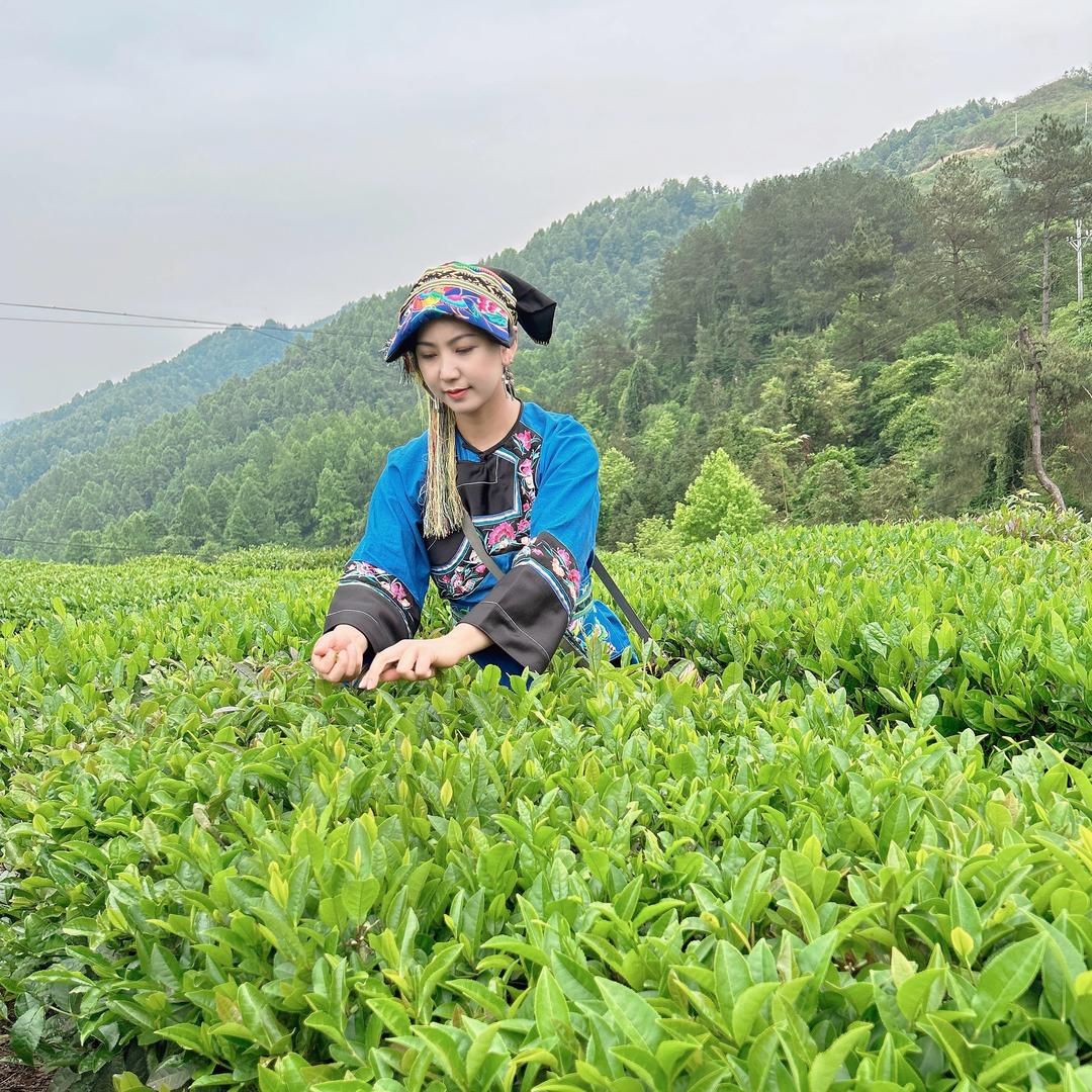 苗湘小龙