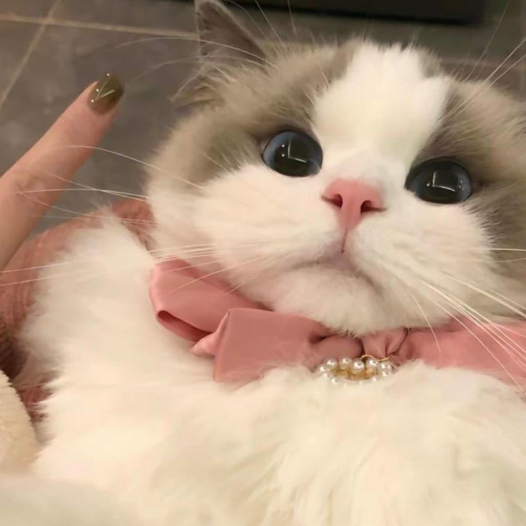 凡凡小可爱.🎀.