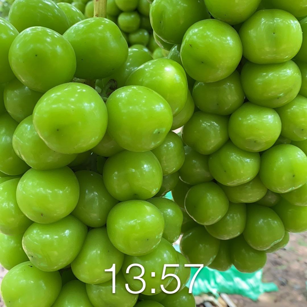 西昌市阳耕农业庞初武葡萄