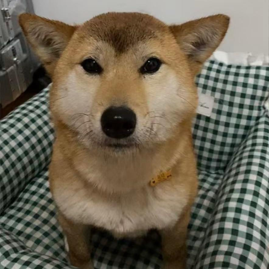玖玖八十一