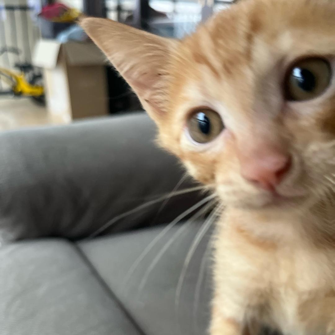 可爱的龙猫