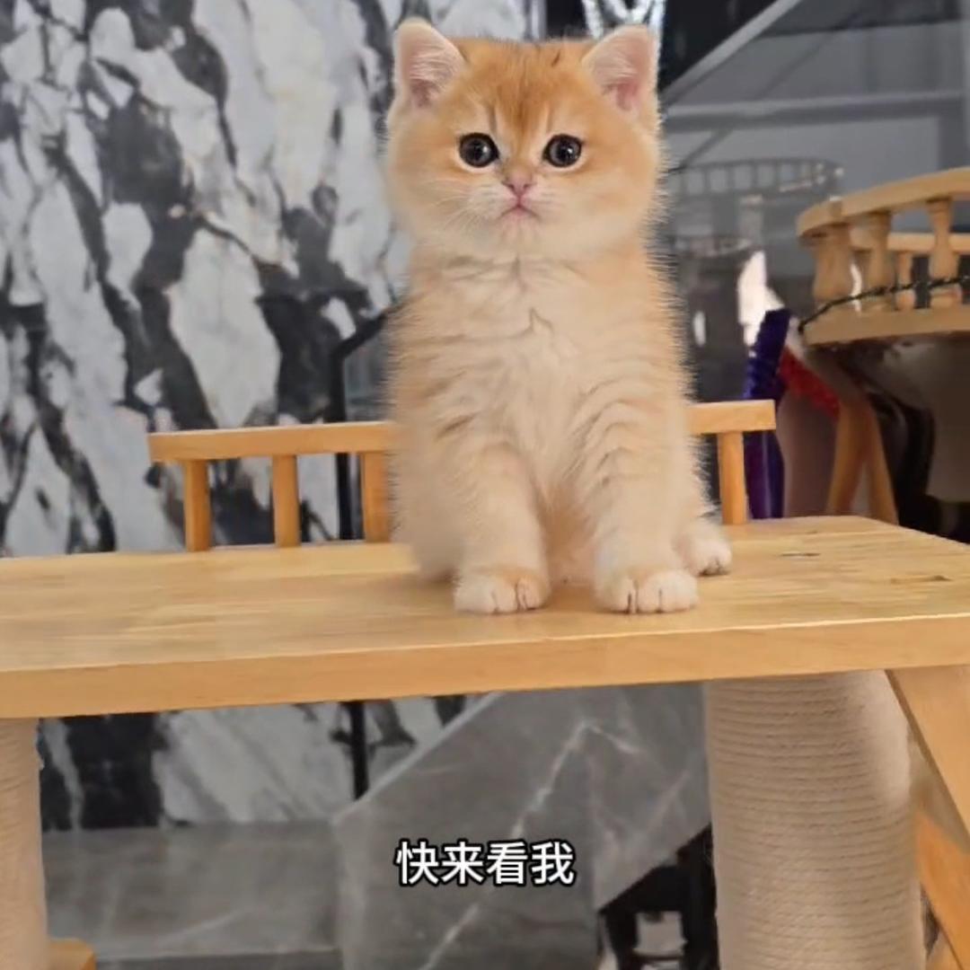 小猫多福