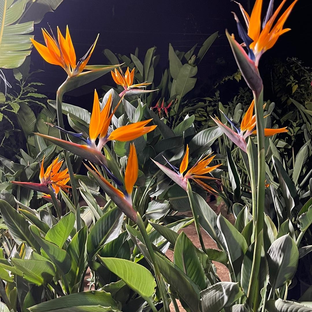 昆明大彪花苗
