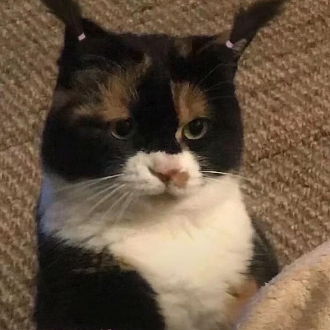 骂我的都是日本人