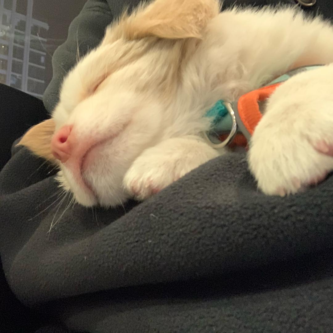 每天都好困💤