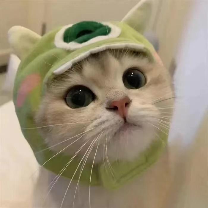 发财是只喵~