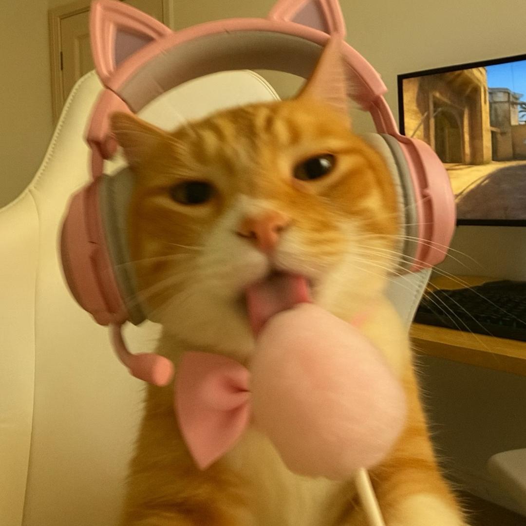 牛奶味猫咪