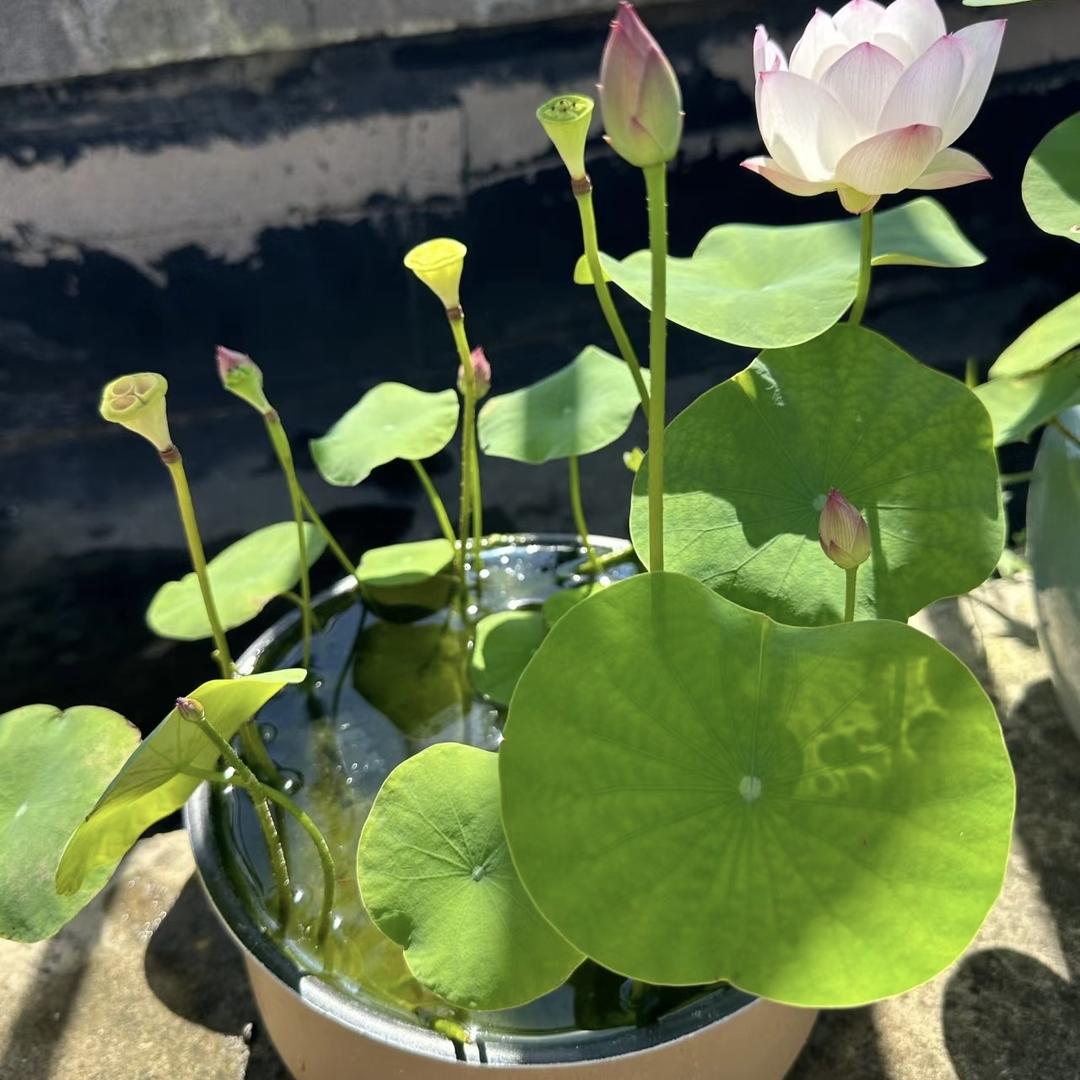 花郎园艺