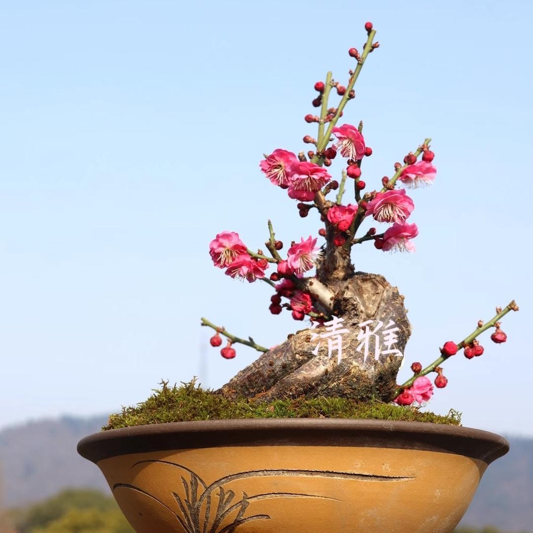 清雅花卉盆景