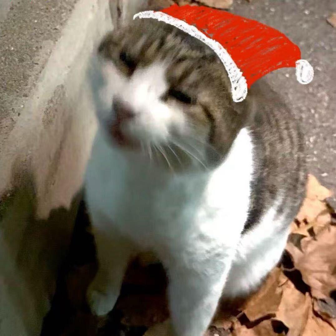 卡萨布兰卡特莉娜