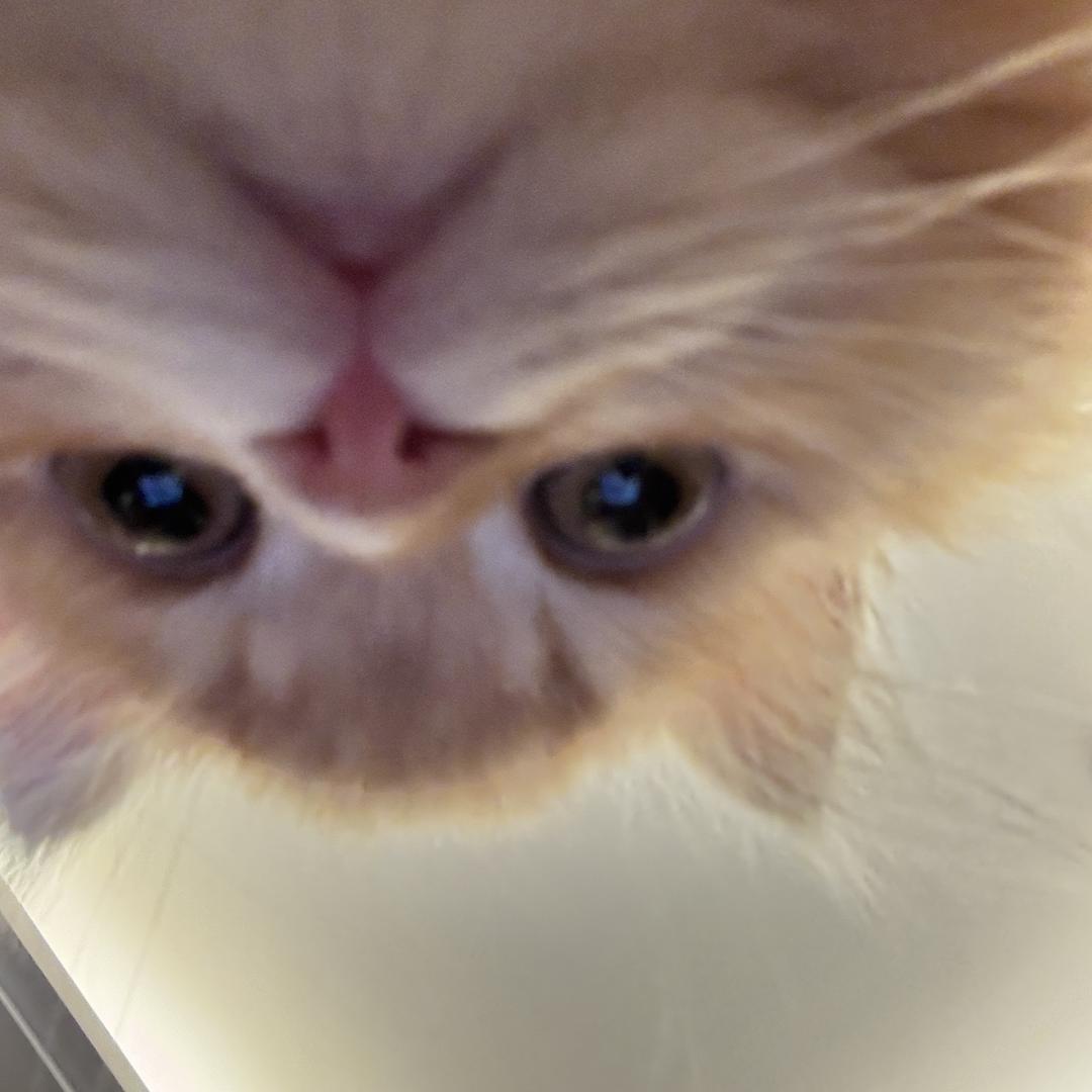瞳