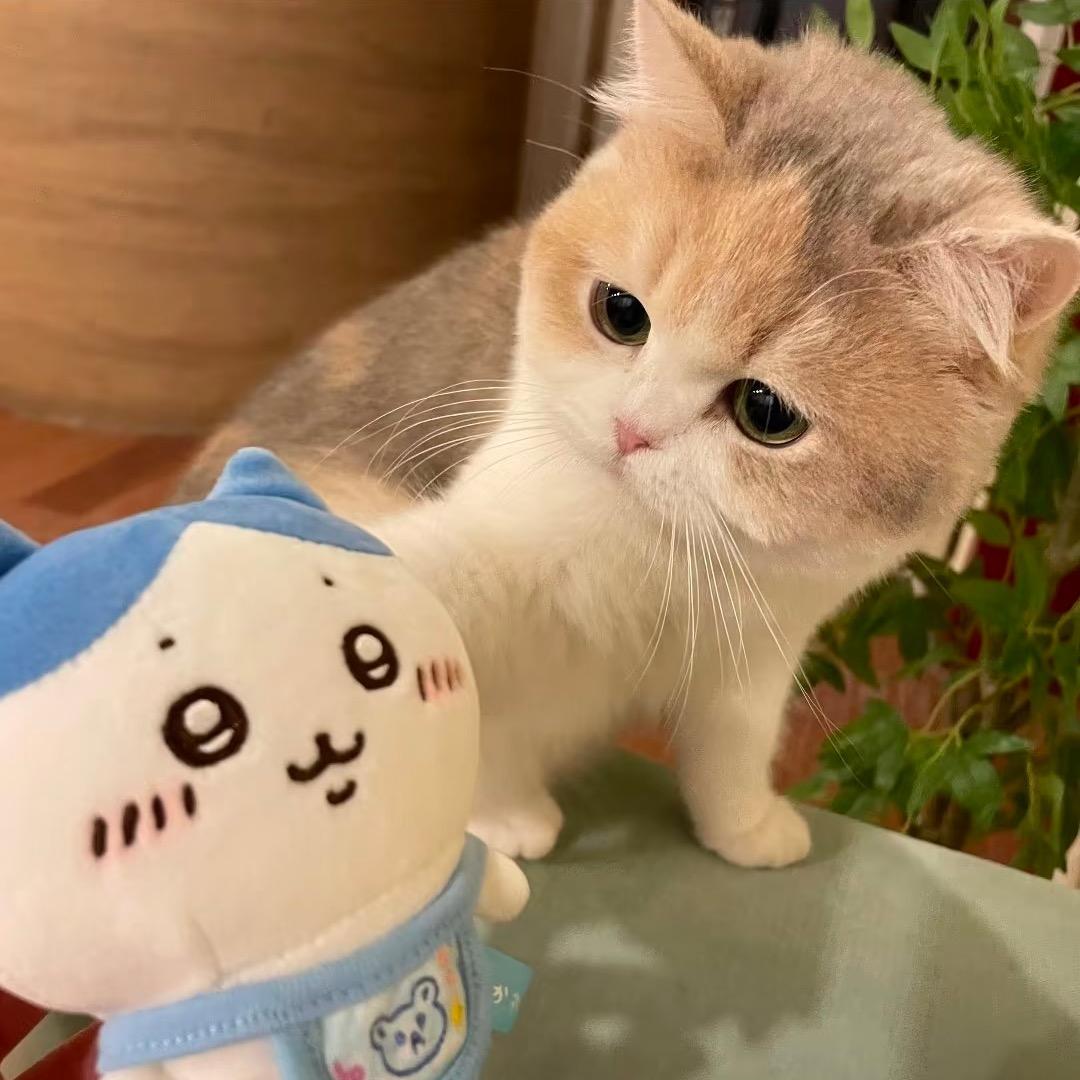 小鱼果^ ^