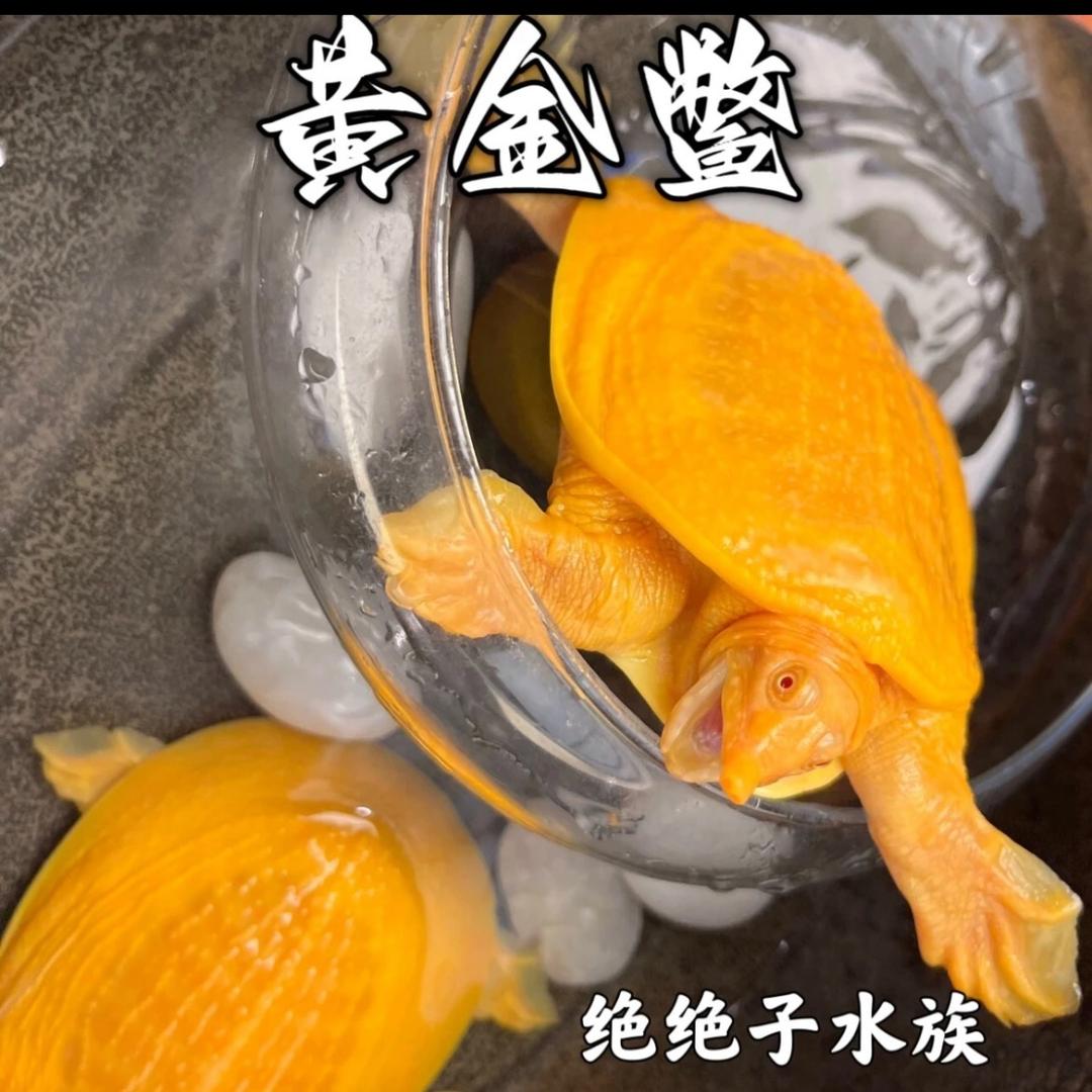 好多黄金甲鱼养殖