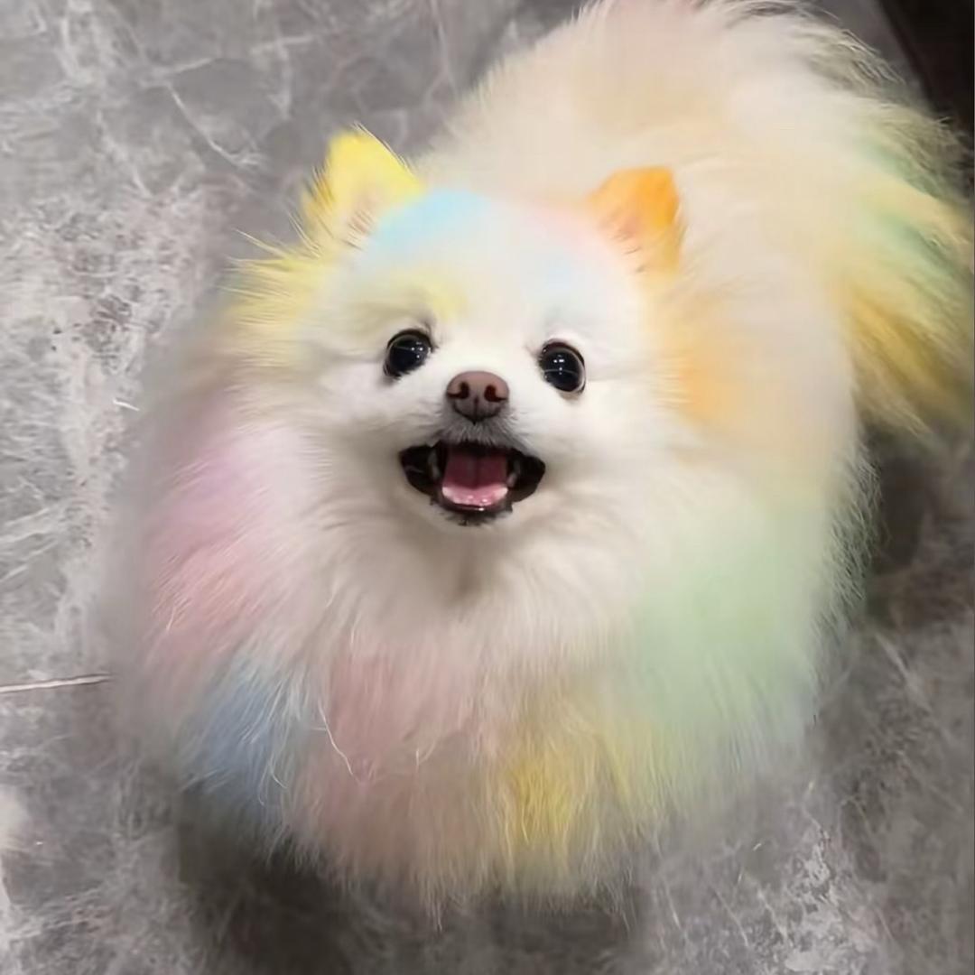 波士顿大帅（见过大帅版