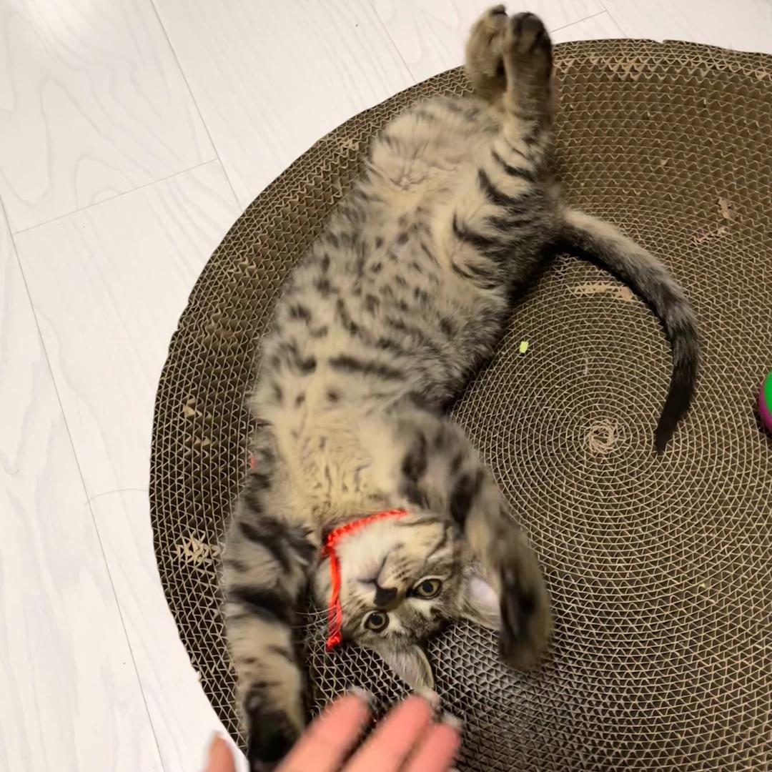 辽宁盛兴伟业人力资源