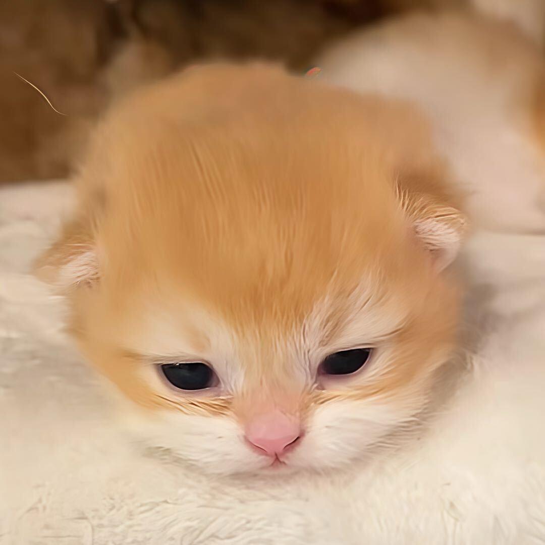 猪豆