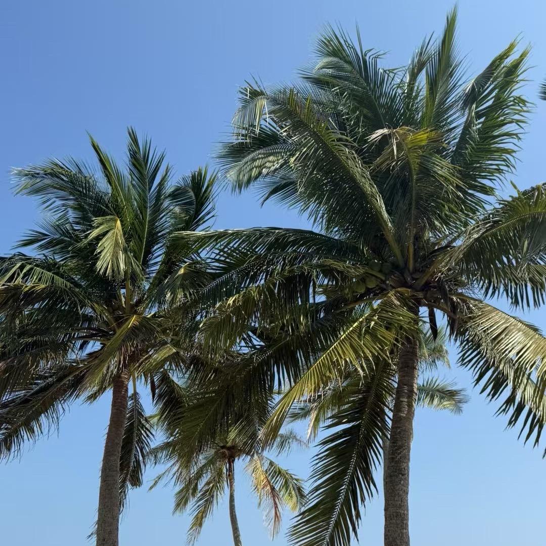 宫研美—崔崔老师