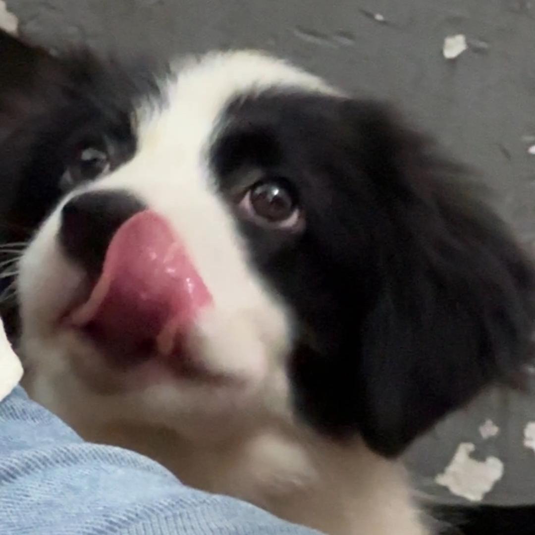 🐷屁屁有只葡萄🍇