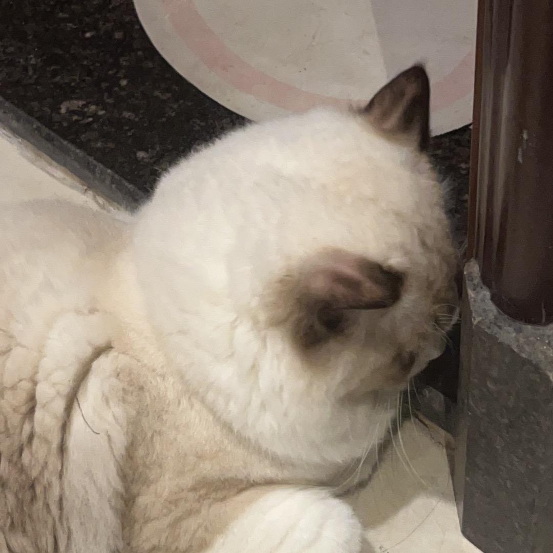 小猫咪🐱