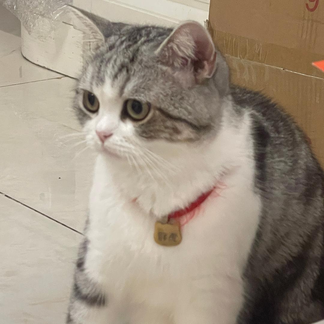 虎虎和她的主人