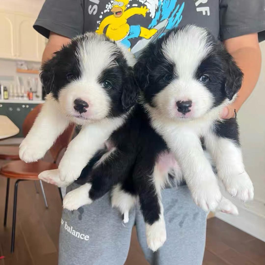 咔咔犬舍②