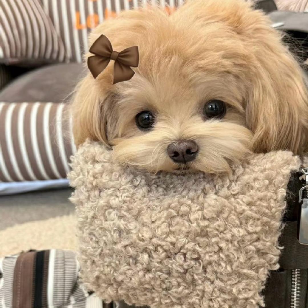 小肥怡