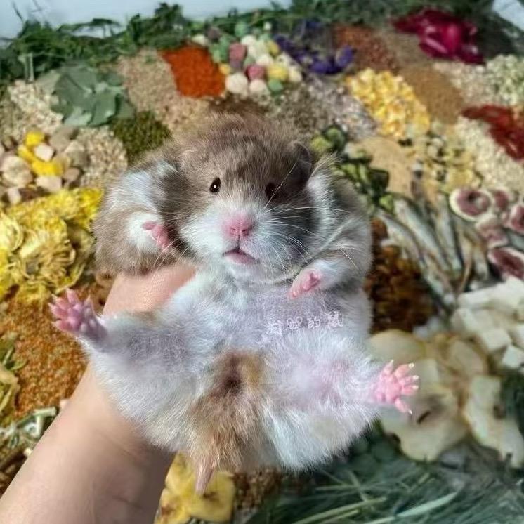村长的鼠