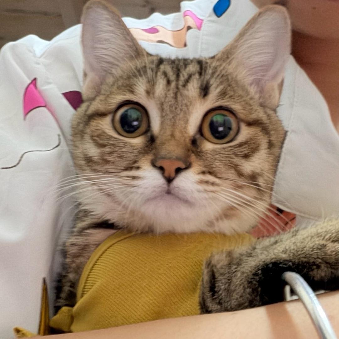 蜡笔小Y