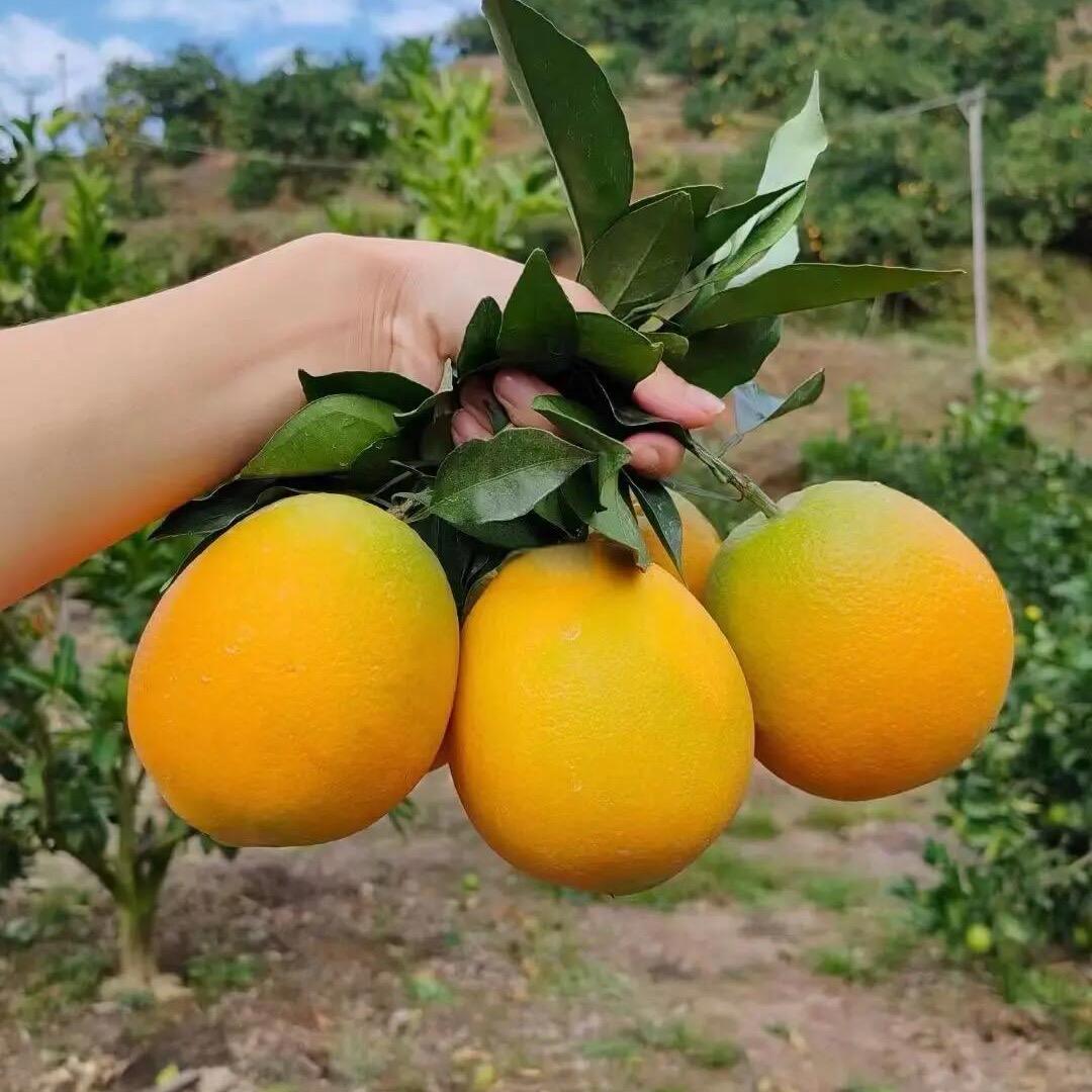 小曾