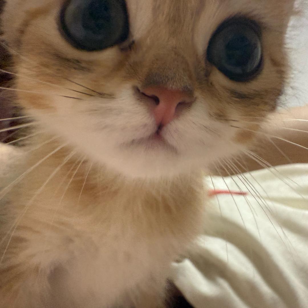 鼻嘎拌香菜🐈‍⬛