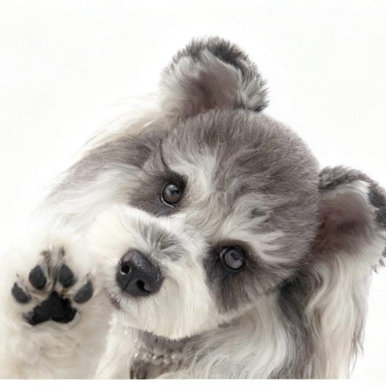 汤圆宝是只雪纳瑞