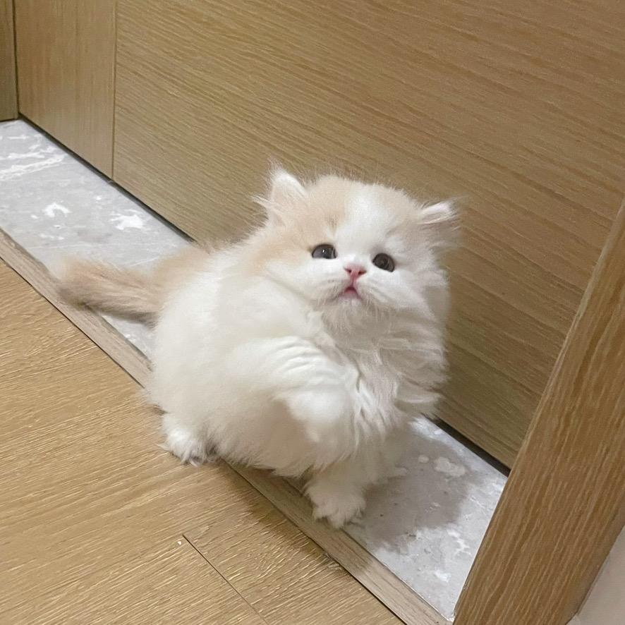 iu米努特矮脚猫