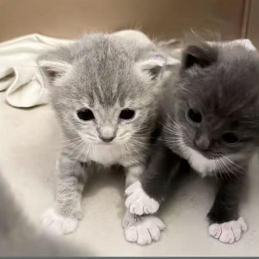 小猫炖排骨