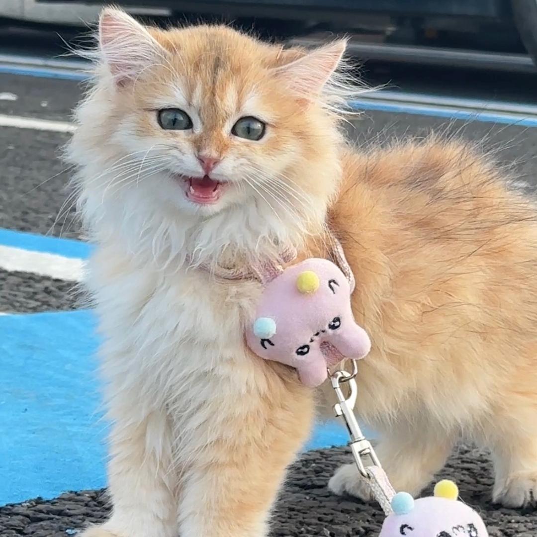 猪咪小公主