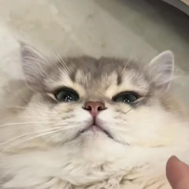 ◕ᴗ< .ᐟ