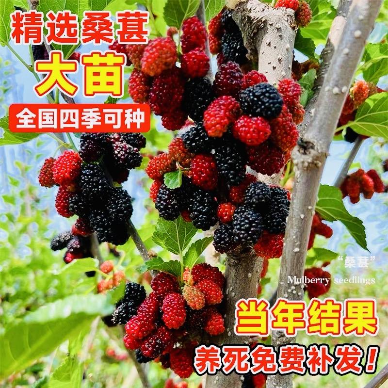 环孤沐堇果树苗木专卖店