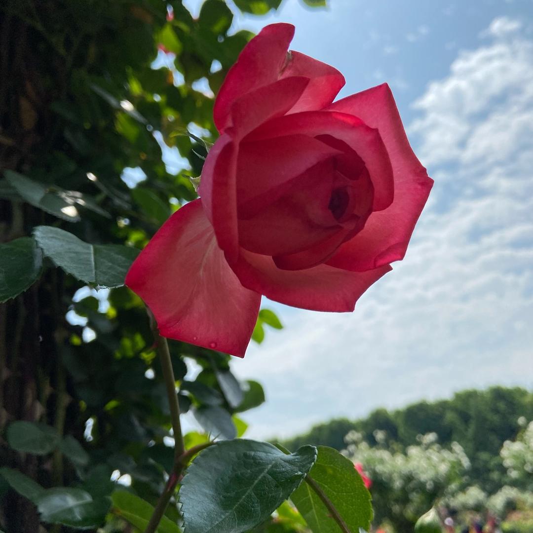 小乖乖（｡ò ∀ ó｡）