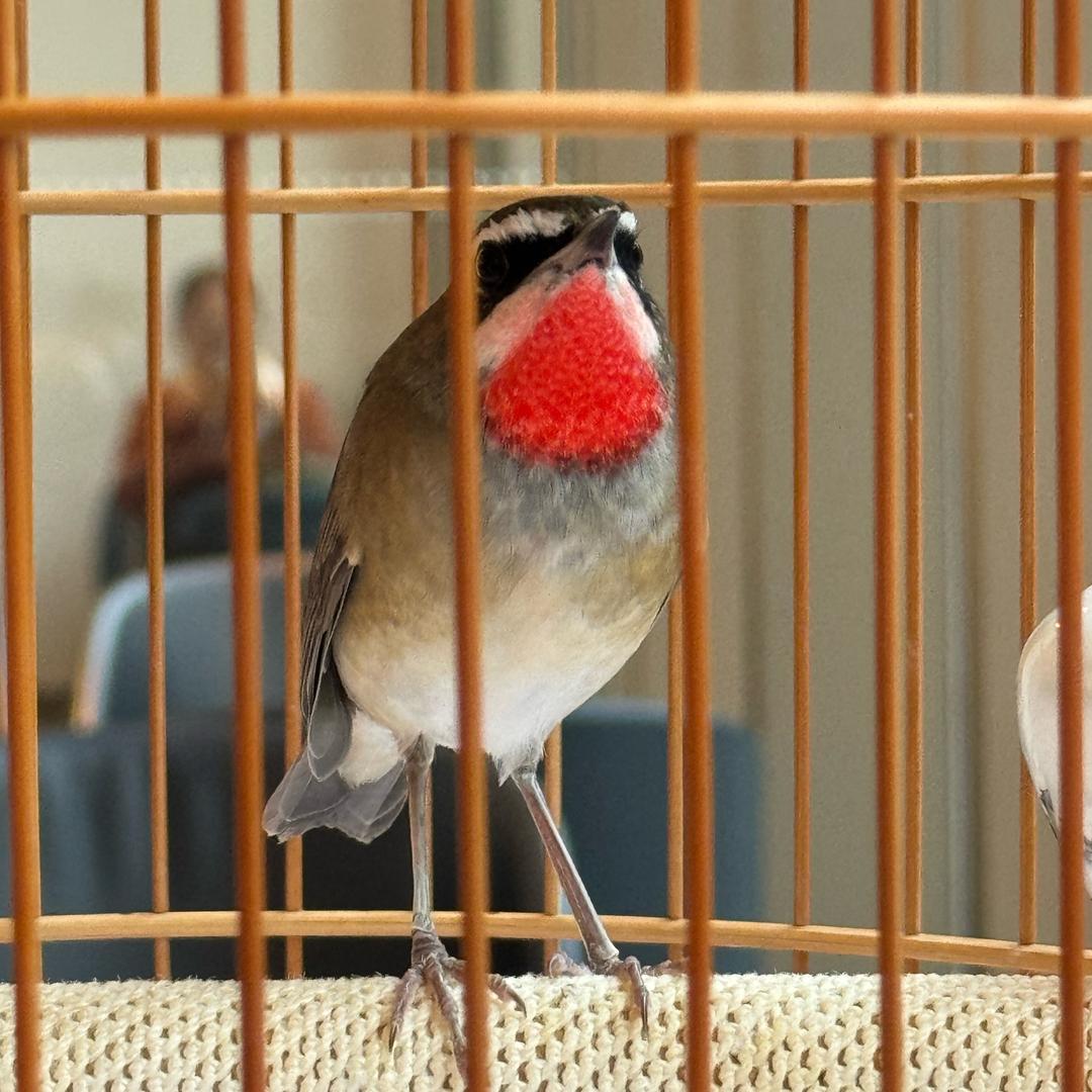 西安开心果雀鸣鸟食