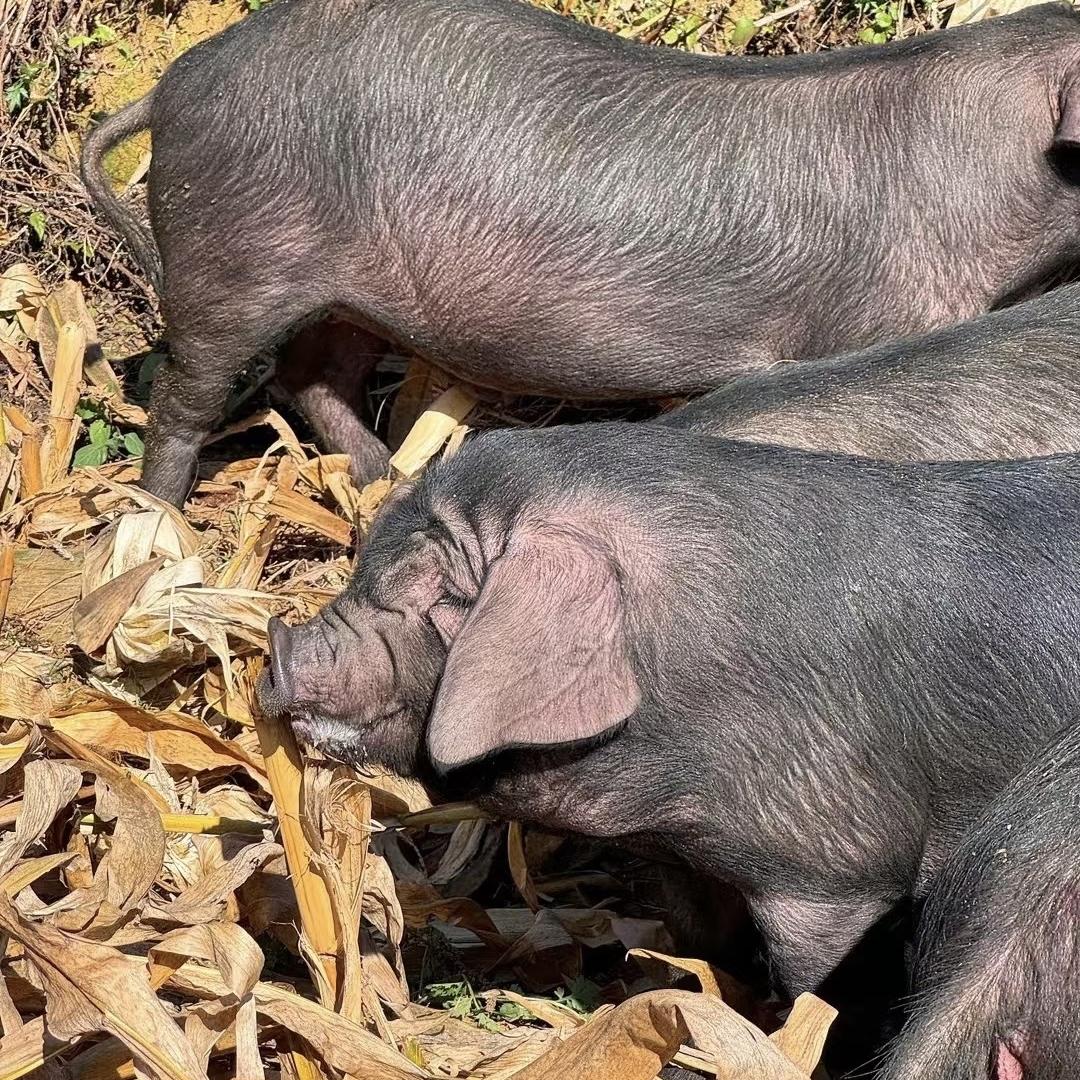 皖南农村散养土猪肉