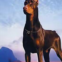 山西临汾双飞犬业（小飞）