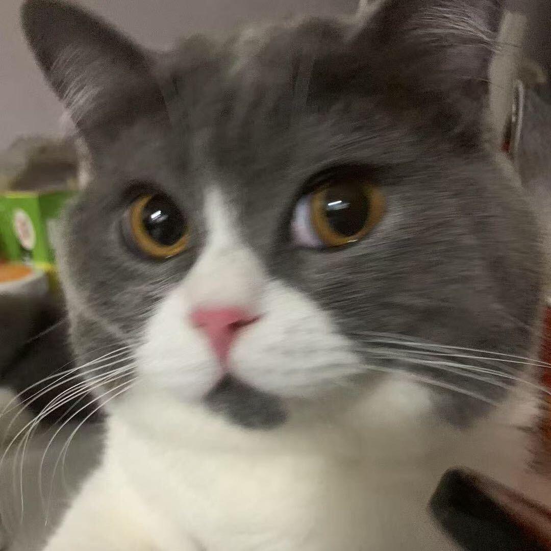 月饼