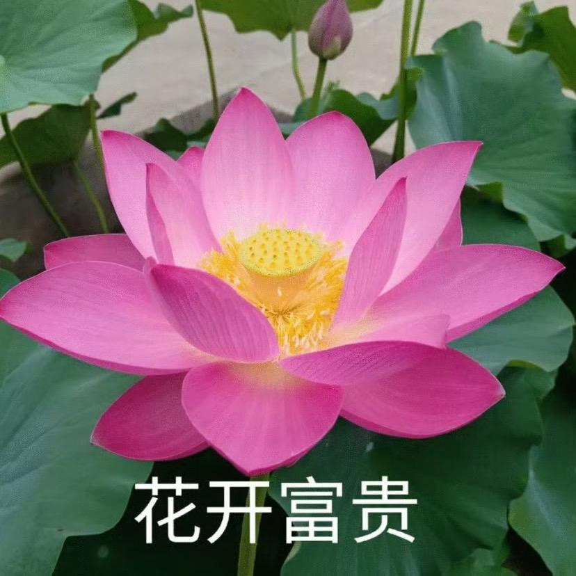 荷塘月色🌹