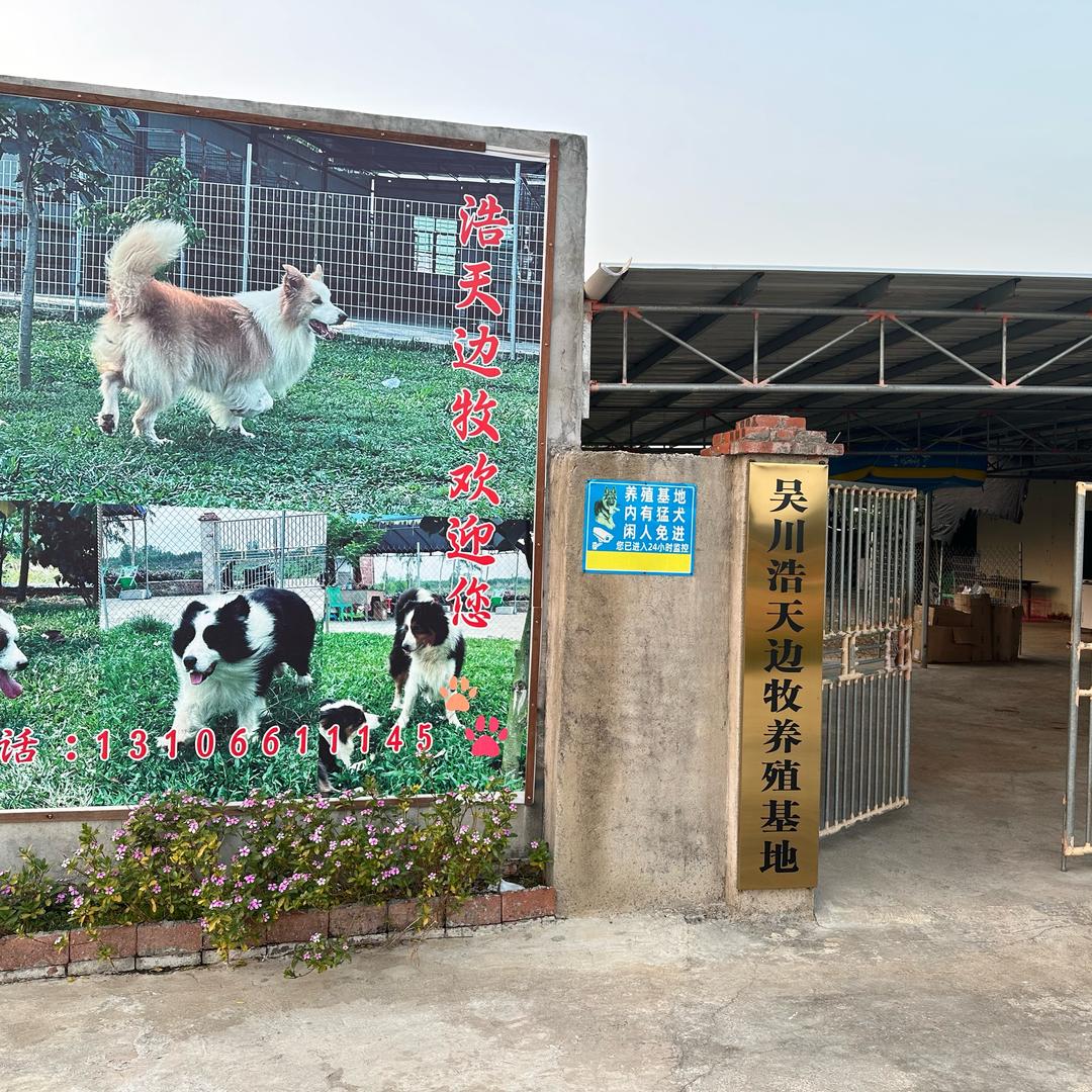 吴川浩天边牧养殖基地