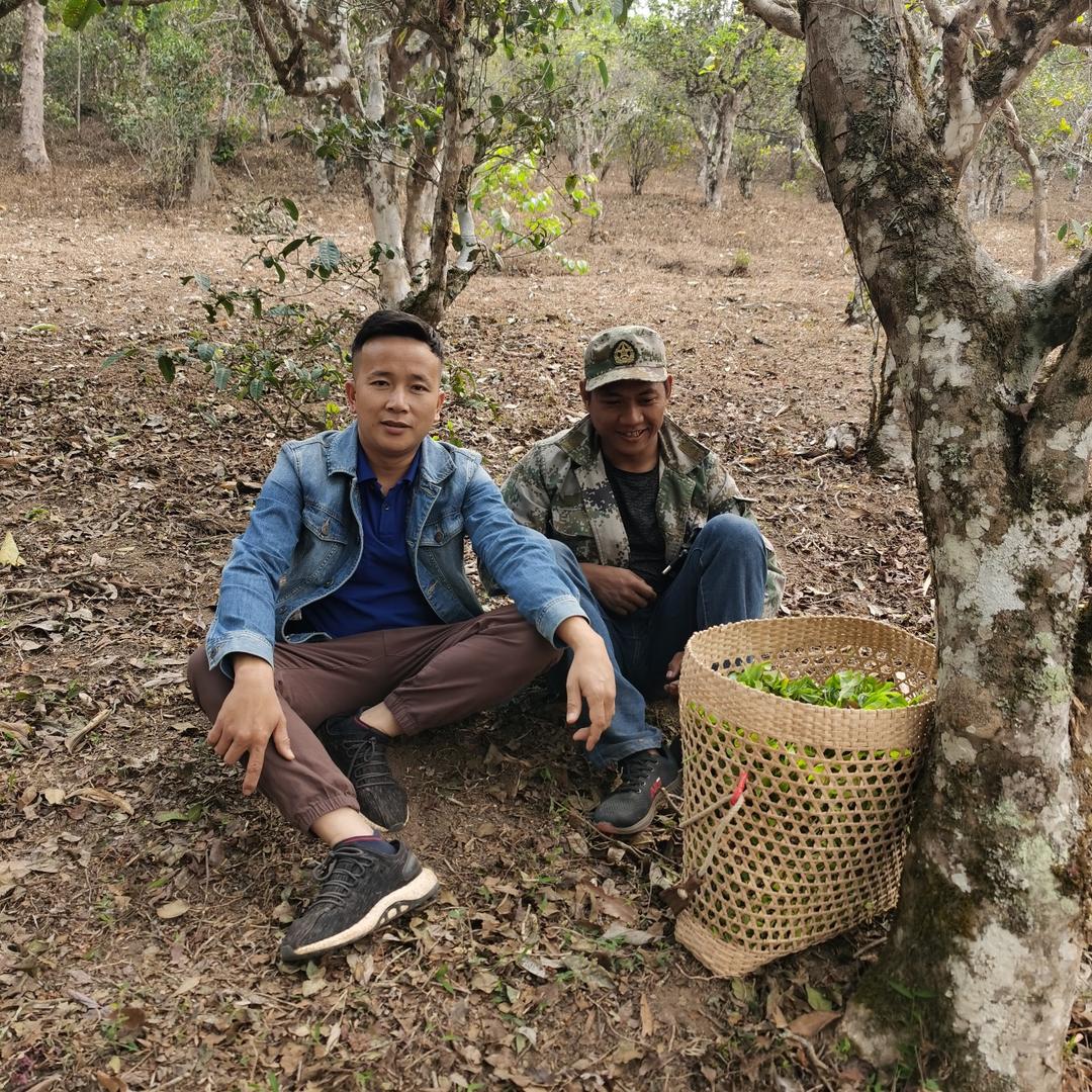 勐海香盈茶业专业合作社